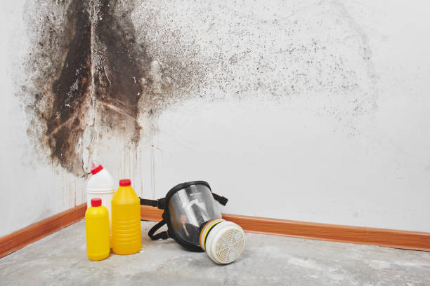 Best Mold Removal Company Near Me  in Saks, AL