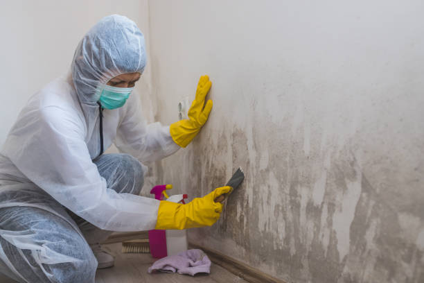 Best Office Mold Removal Services  in Saks, AL