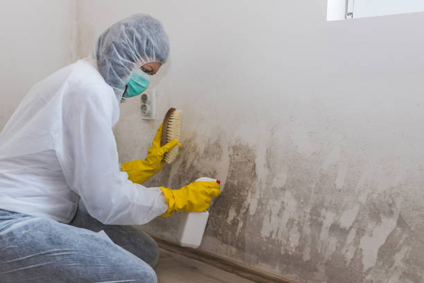 Best Affordable Mold Removal  in Saks, AL
