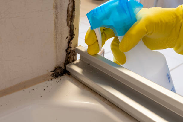 Professional Mold Removal in Saks, AL