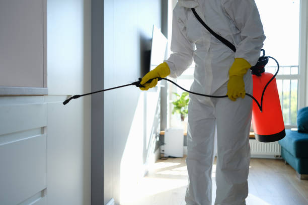 Best Best Mold Removal Companies  in Saks, AL