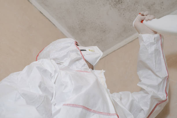 Best Best Mold Removal Companies  in Saks, AL
