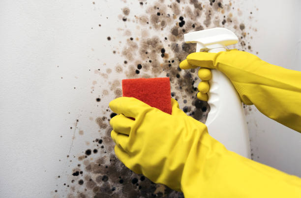 Best Mold Removal Specialists  in Saks, AL