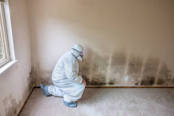 Mold Removal and Inspection in Saks, AL
