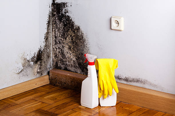 Best Certified Mold Removal  in Saks, AL