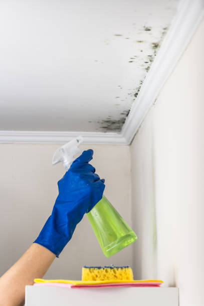 Best Water Damage Restoration  in Saks, AL